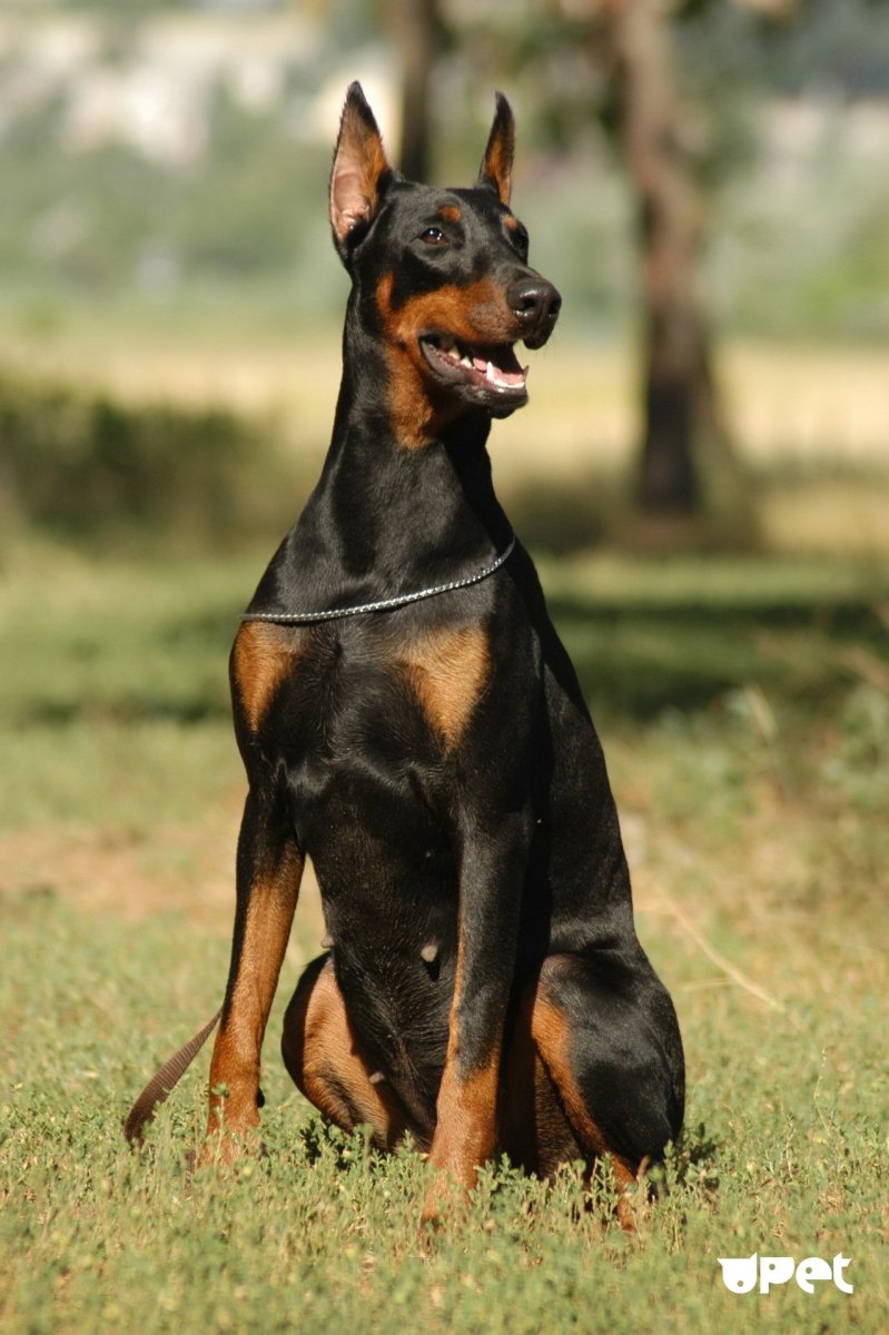 Доберман пинчер голубой