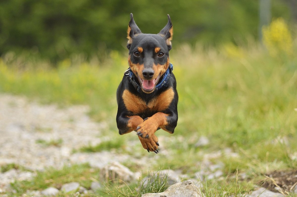 Карликовый пинчер