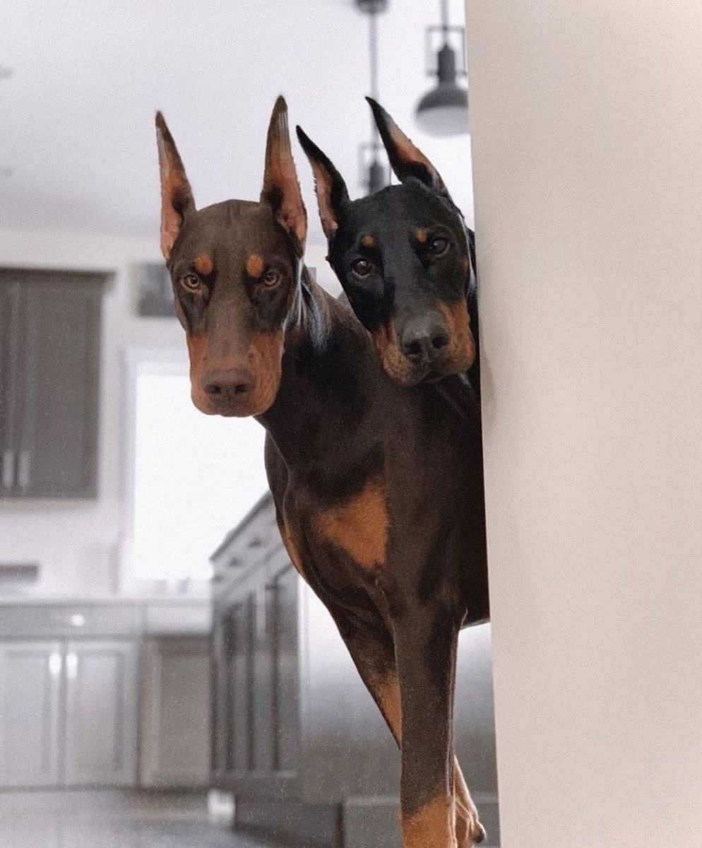 Чистокровный Доберман