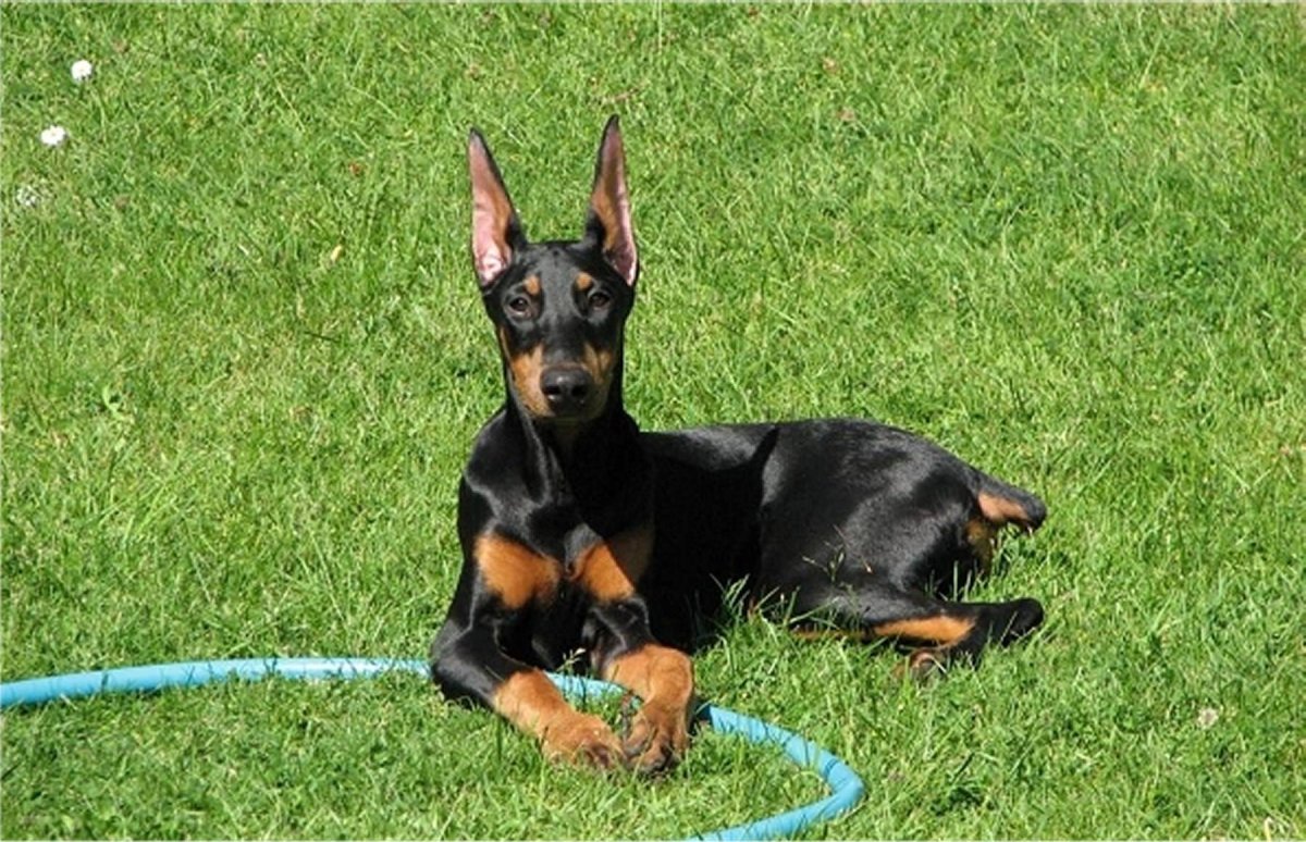 Микро Доберман пинчер