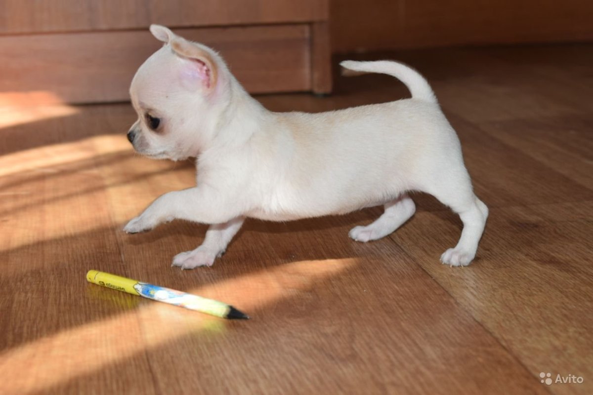 Чихуахуа кобби с короткими лапами