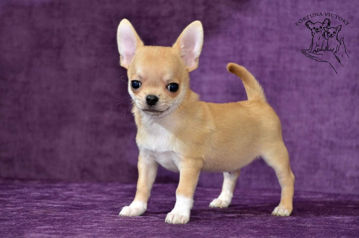 Чихуахуа гладкошерстный персиковый