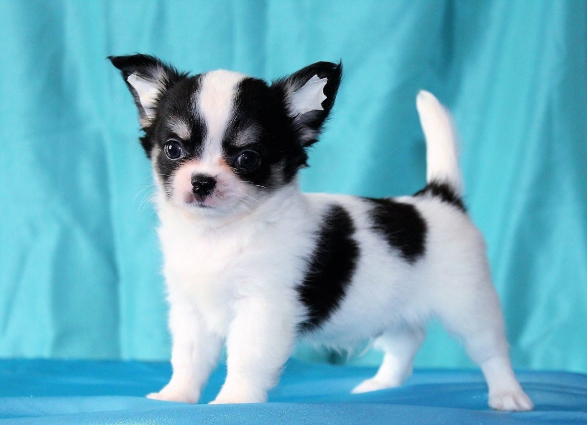 Чихуахуа длинношерстные Коби