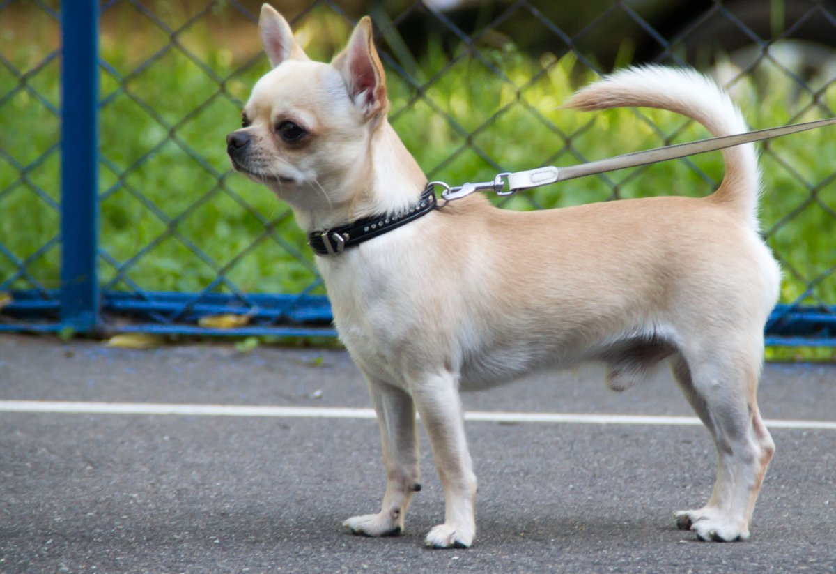 Чихуахуа кобель