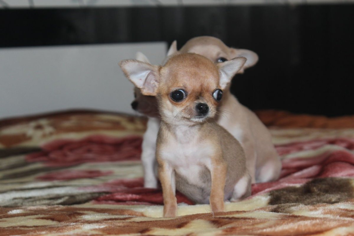 Чихуахуа кобби стандарт