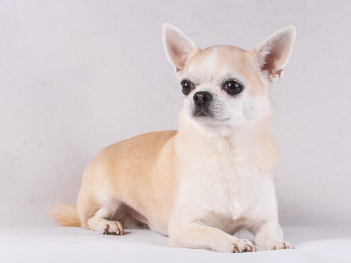 Чихуахуа кобби короткошерстный