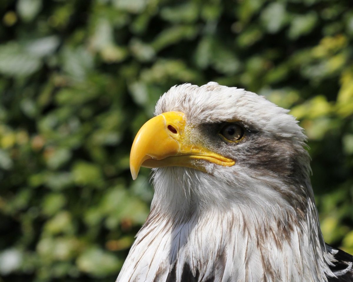 Орел птица и человек