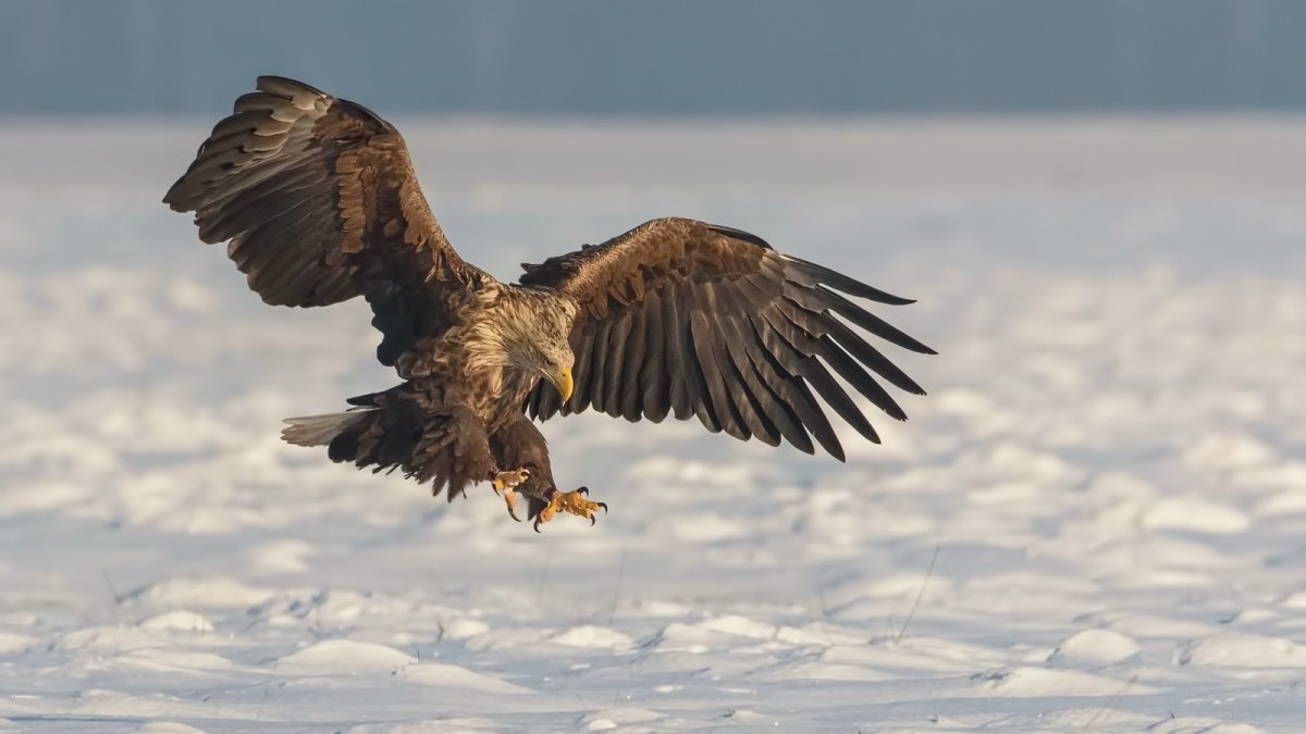 Беркут и Орлан