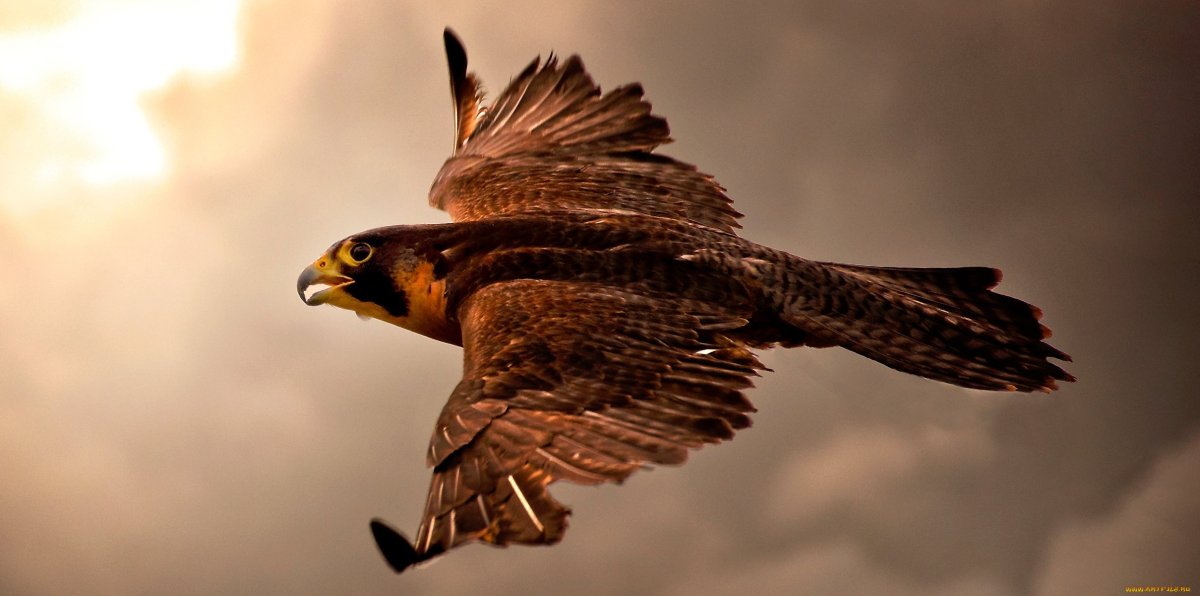 Взлет Сокола