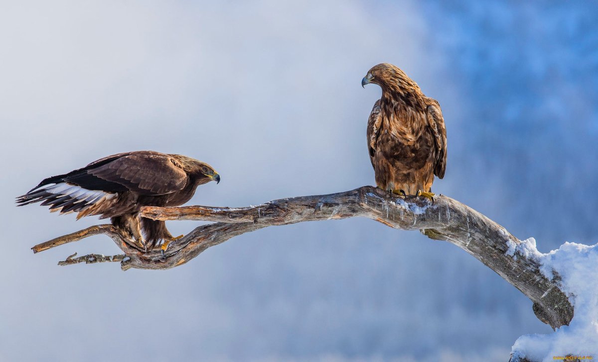 Беркут на ветке