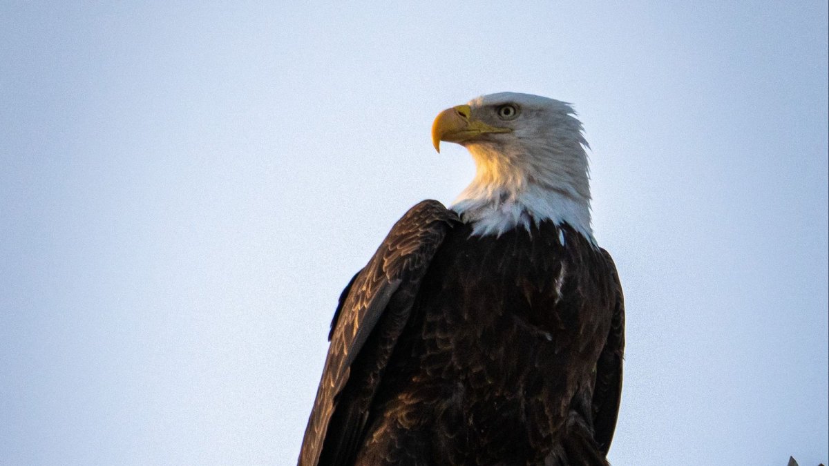 Хищные птицы Ростовской области Кобчик