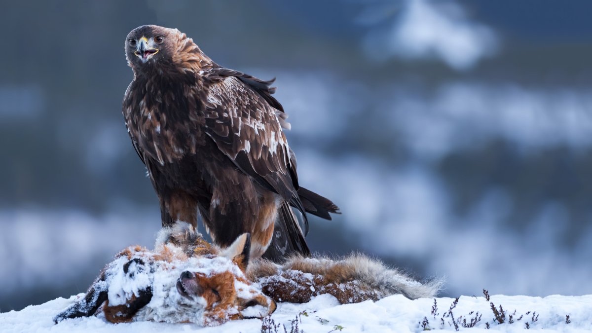 Лапландский заповедник Беркут