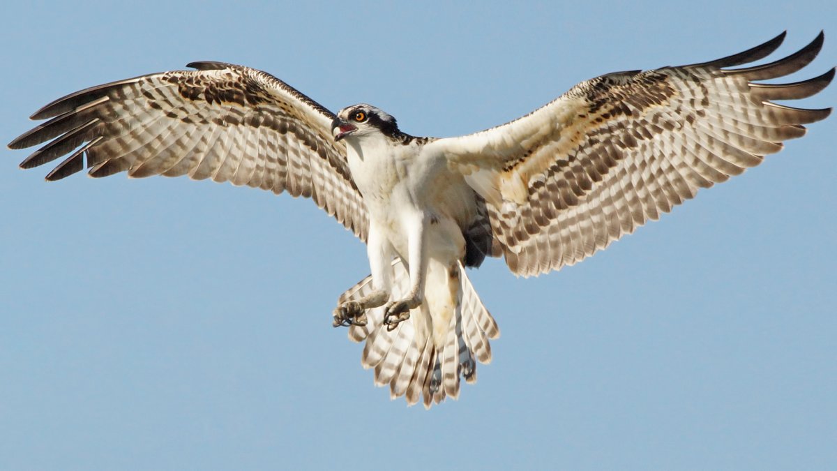 Скопа отряд Соколообразные семейство Скопиные