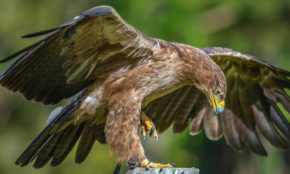 Степной Орел Саратовской области