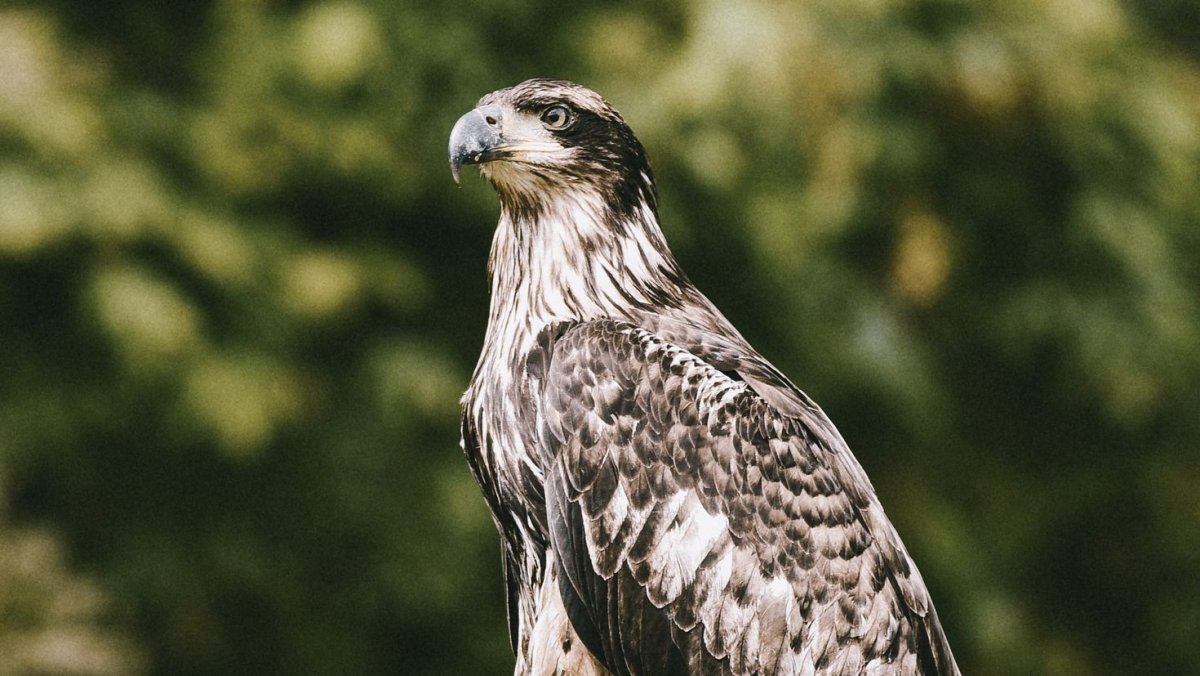 Ястреб обои на рабочий стол серые