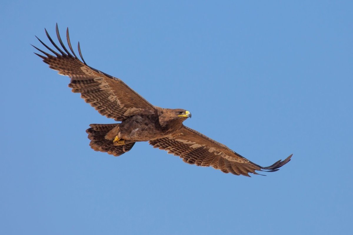 Орёл Беркут и Степной Орëл