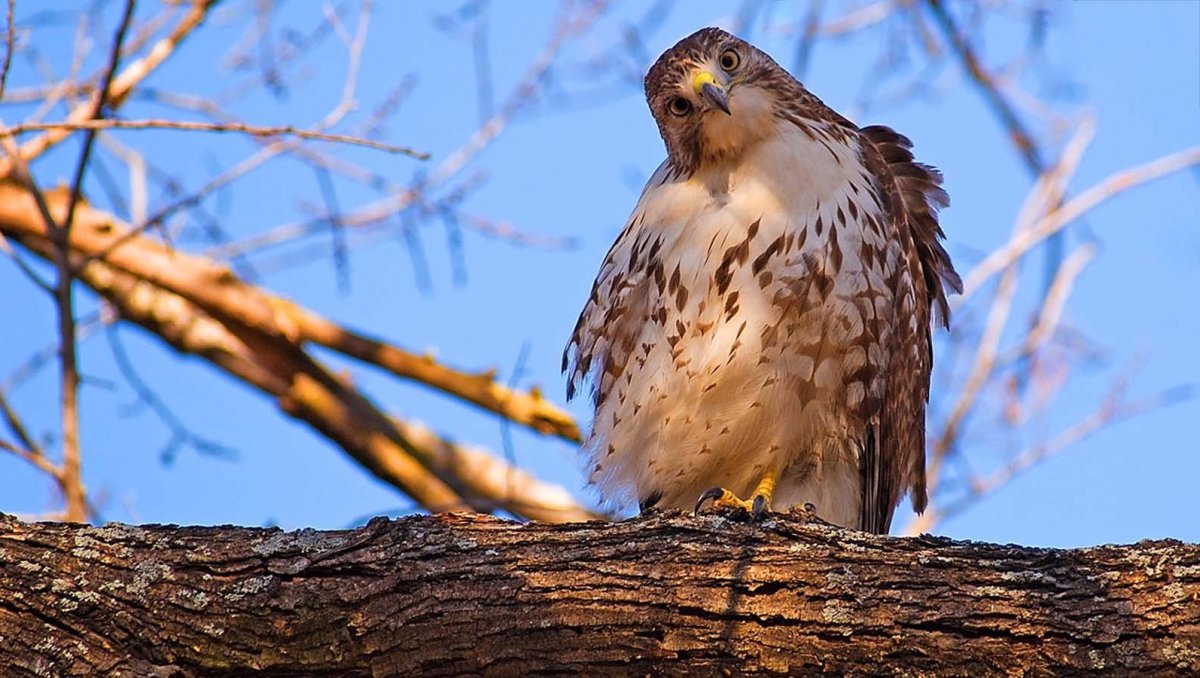Ястреб Дальневосточный