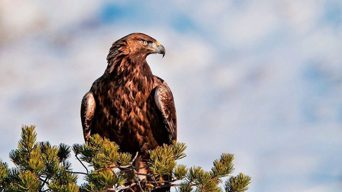 Хищные птицы орёл Беркут