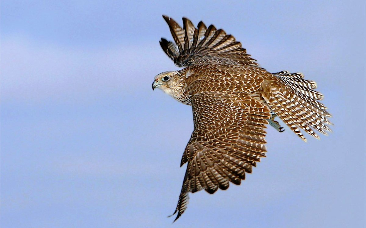 Птица Сокол балобан