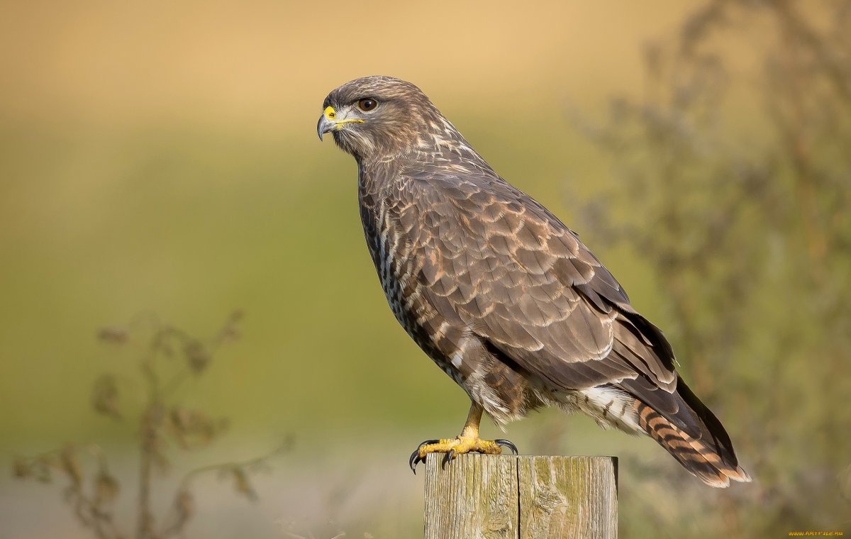 Хищные птицы Ленинградской области Сокол