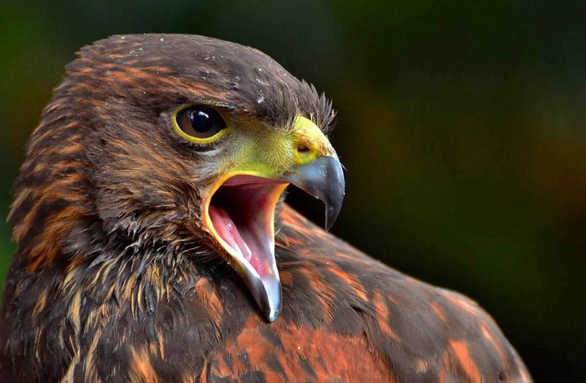 Орел Сапсан