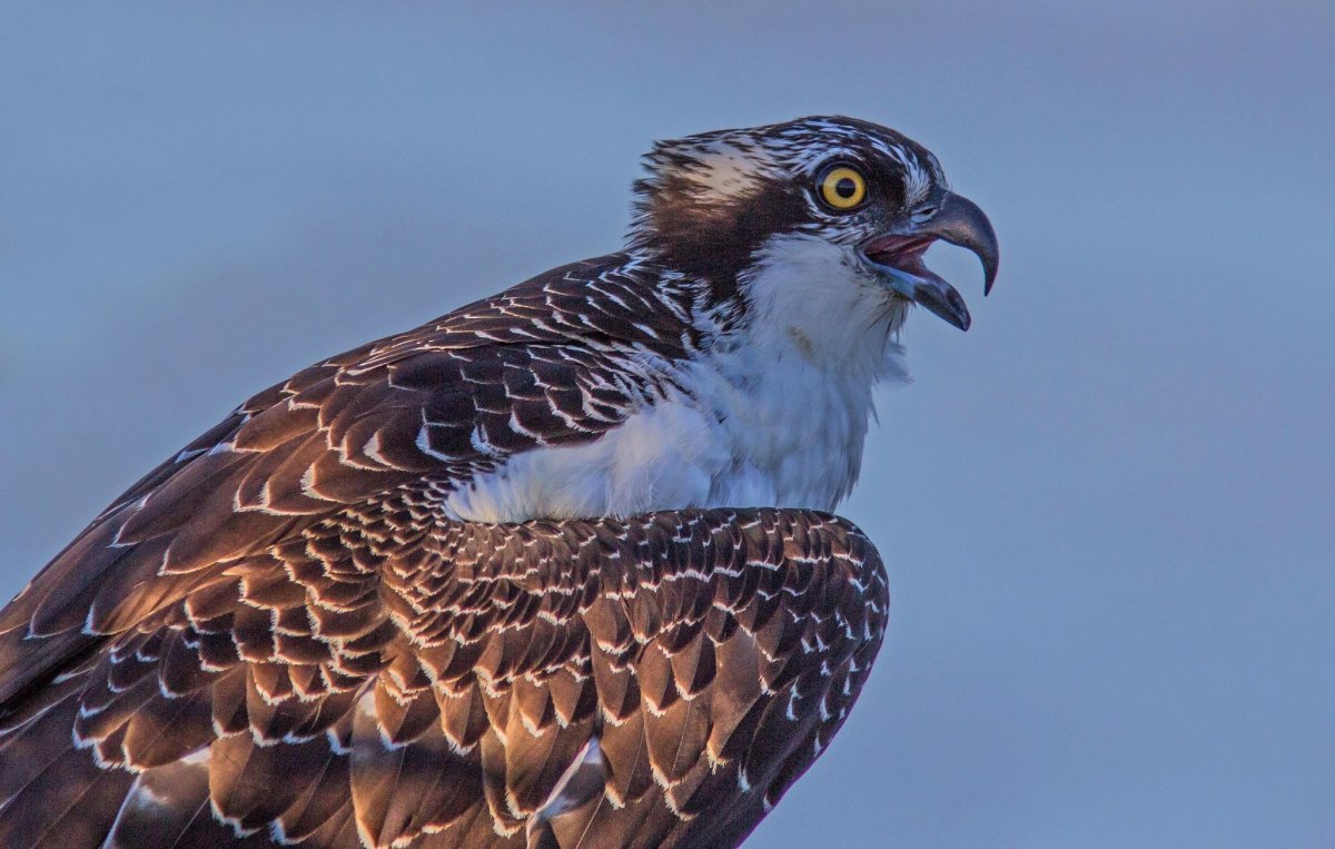 Хищные птицы Татарстана