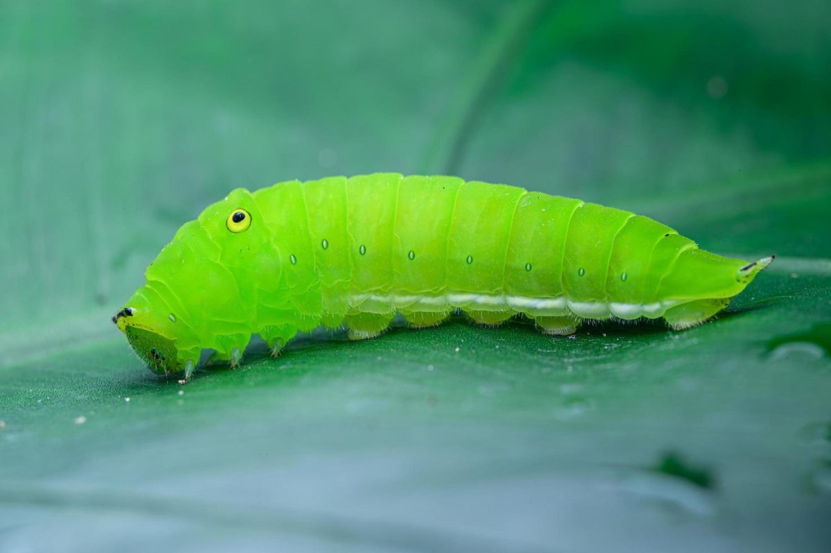 Green Caterpillar