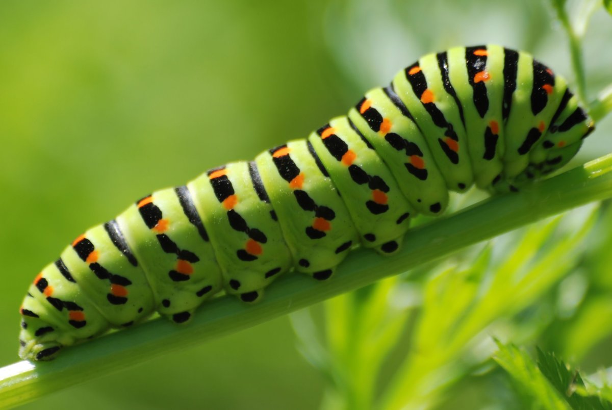 Papilio Machaon гусеница
