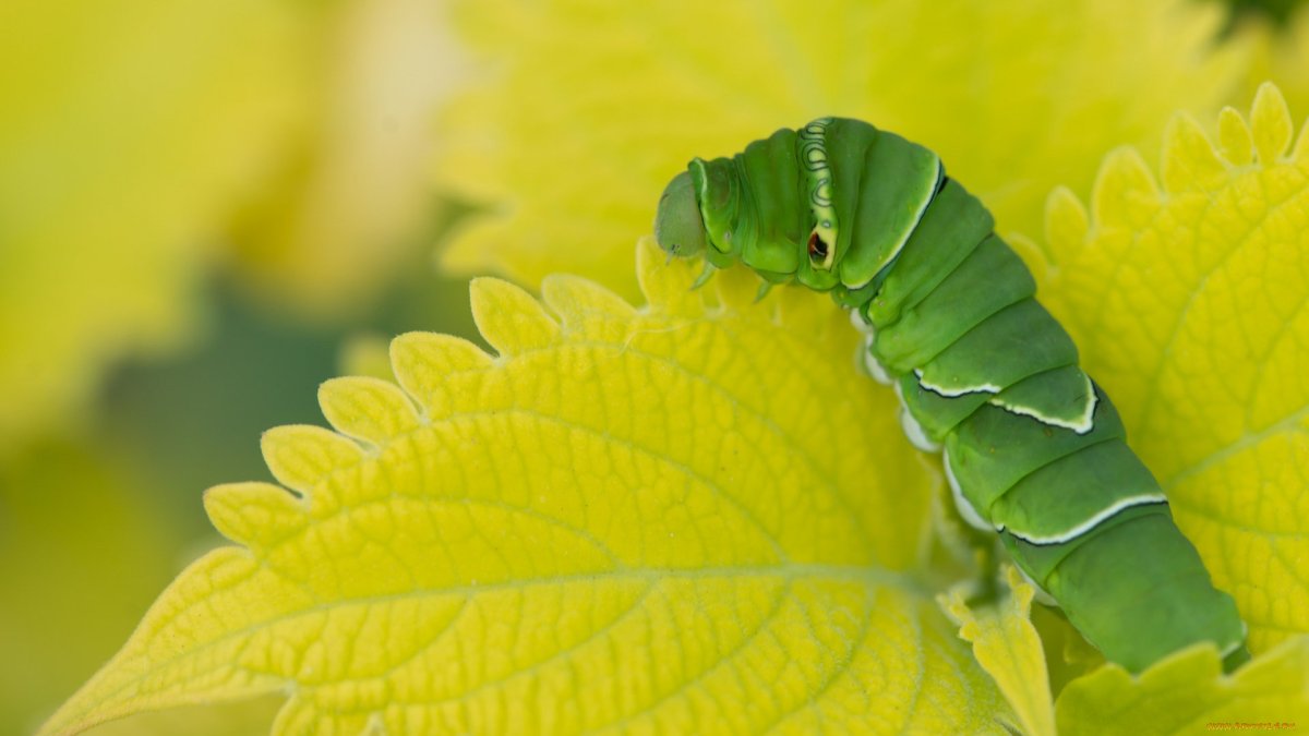 Гусеница на столе