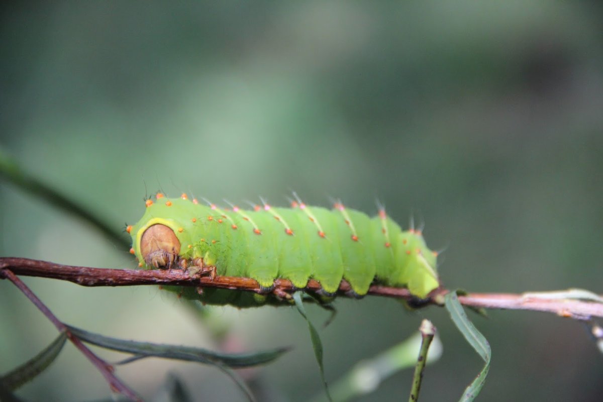 Antheraea Polyphemus гусеница