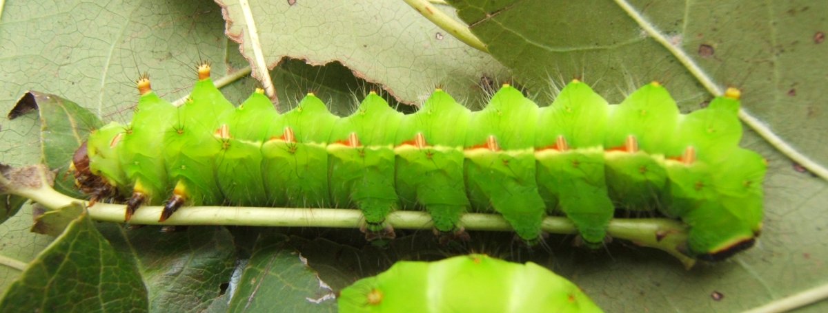 Гусеница Павлиноглазка Артеми