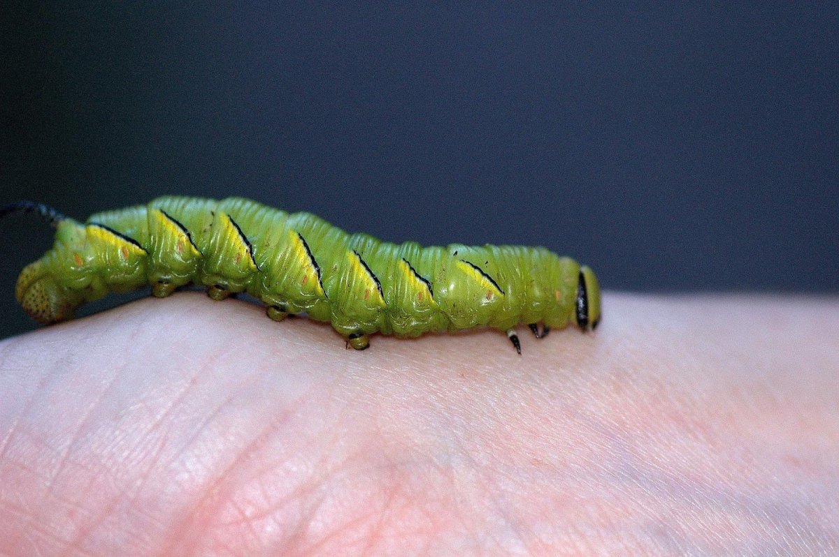 Гусеница Огайо
