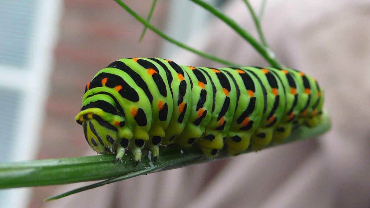 Гусеница бабочки Махаон