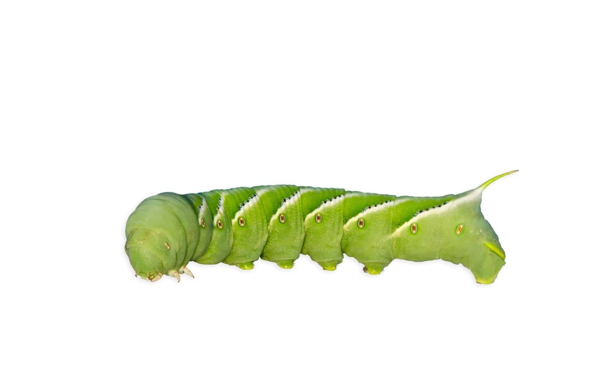Tobacco Hornworm
