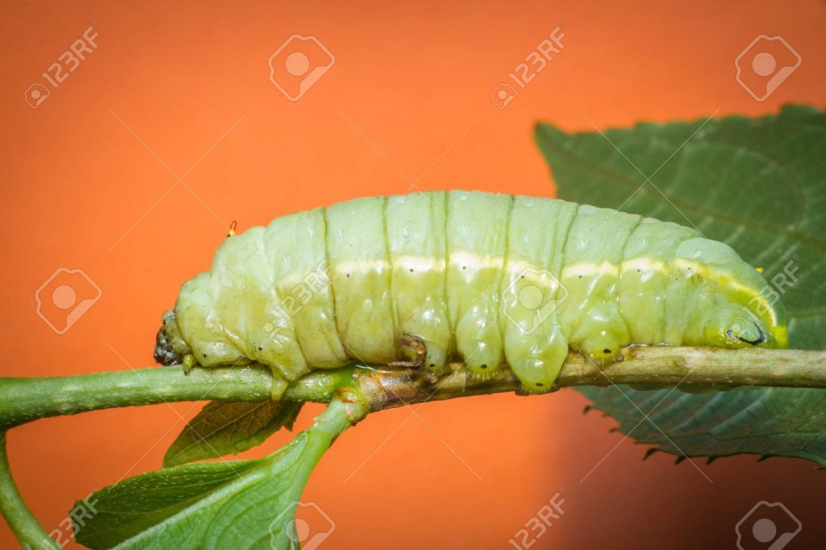 Зелёная гусеница толстая Катерпиллер