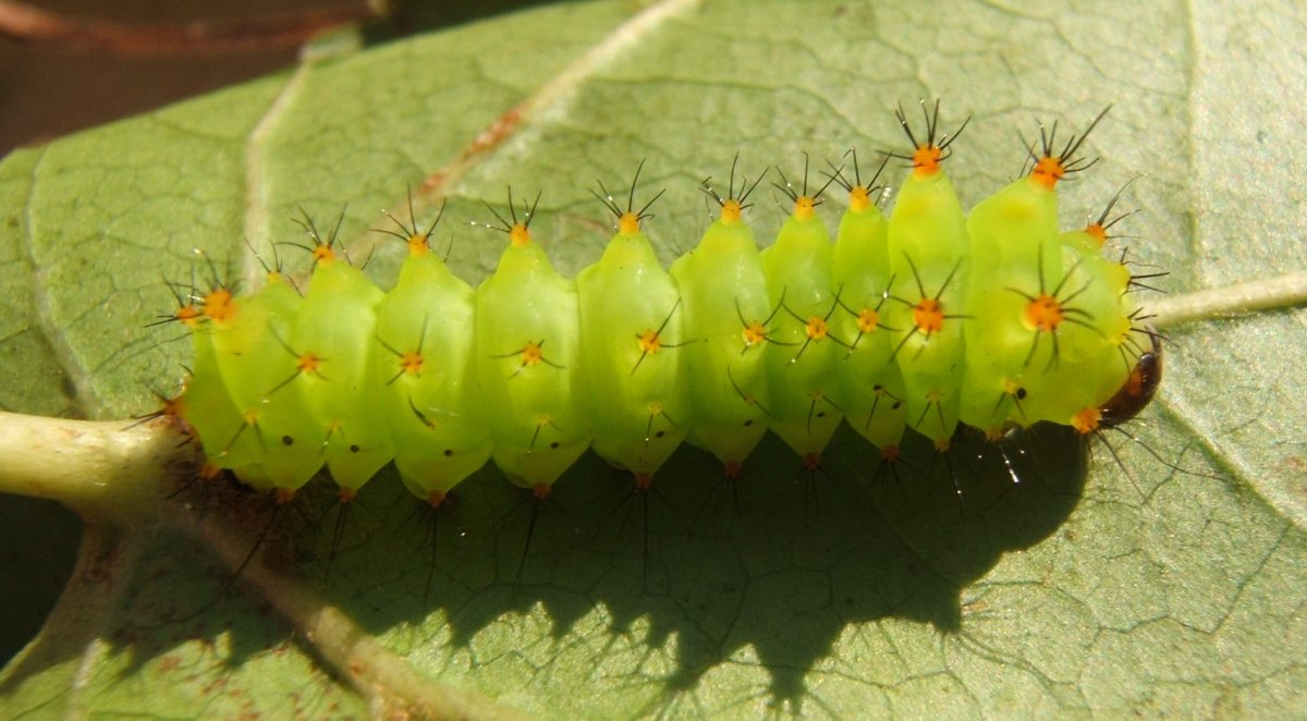 Гусеница павлиноглазки Actias