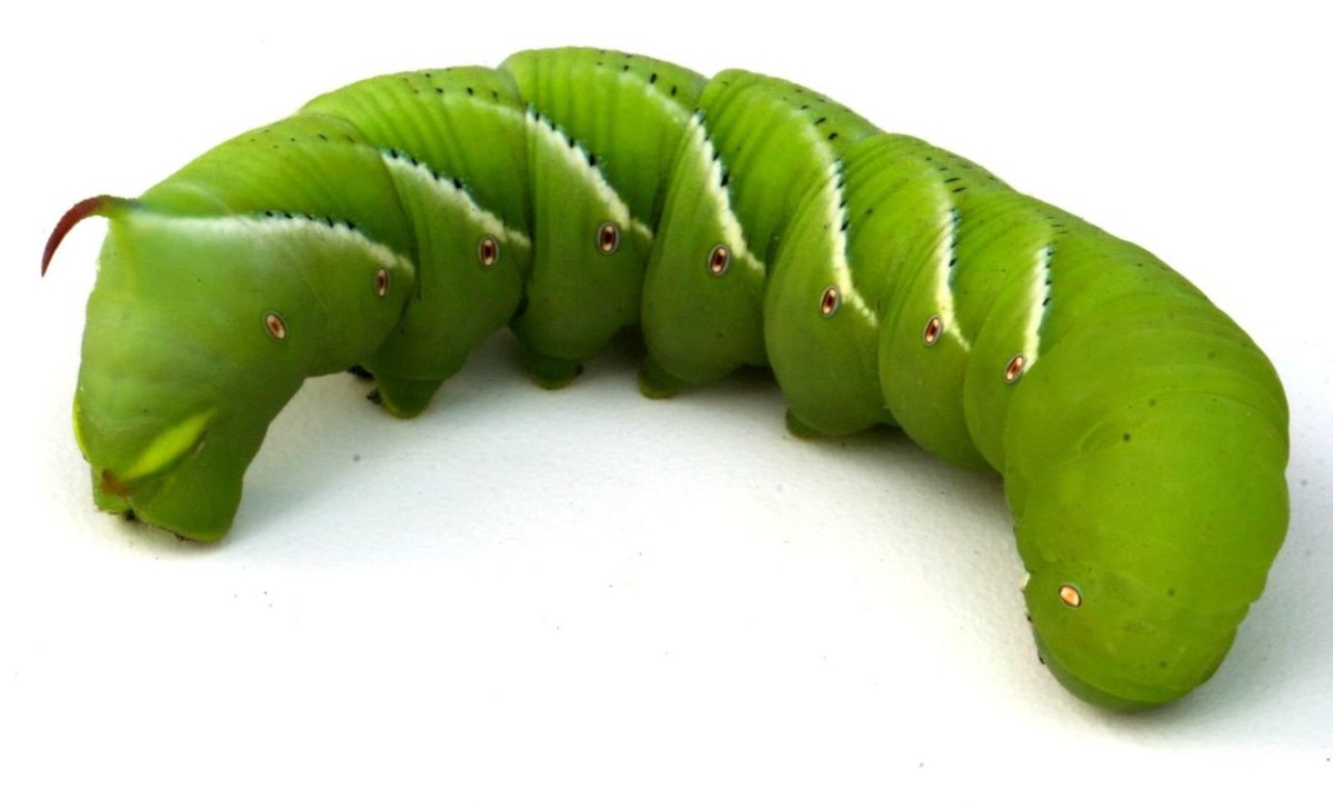 Tobacco Hornworm