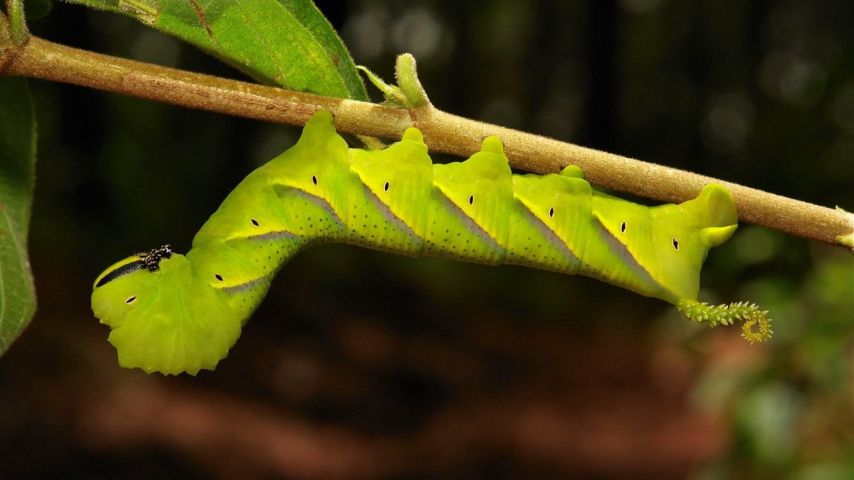 Гусеница Сатурния Майя