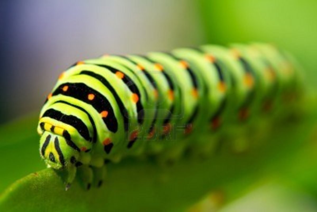 Caterpillar with 12 Eyes
