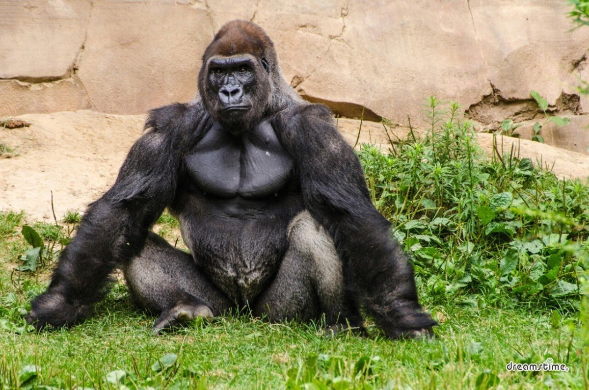 Взрослый самец гориллы