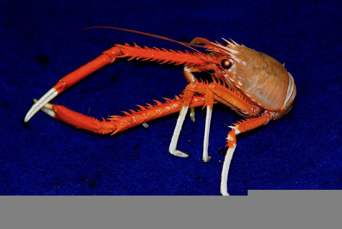 Глубоководный краб паук