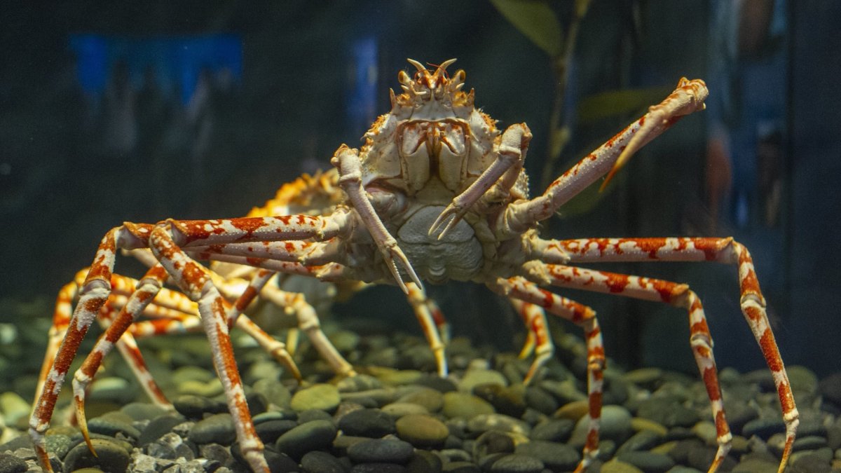 Giant Spider Crab