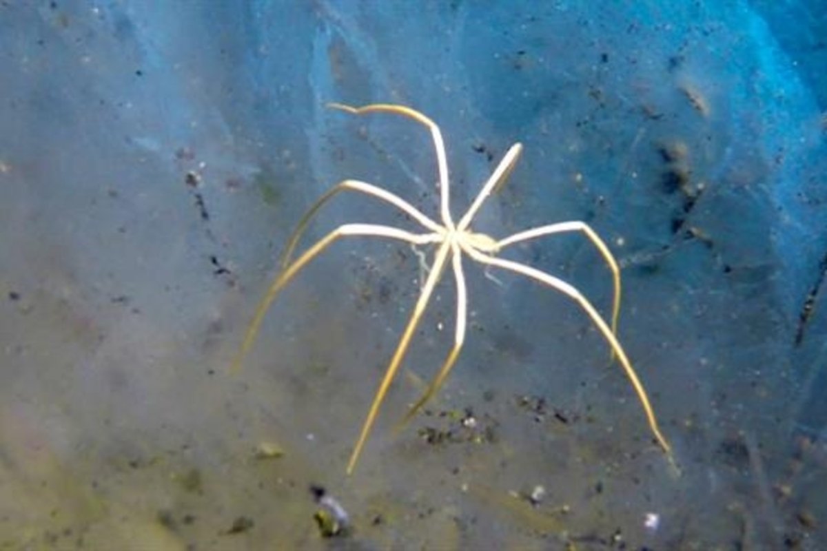 Морской паук