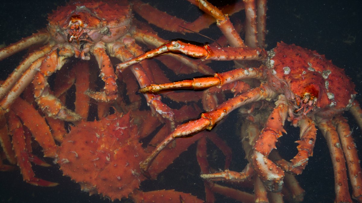 Дальневосточный краб-Хелице