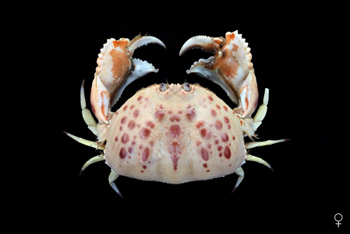 Крабы Brachyura