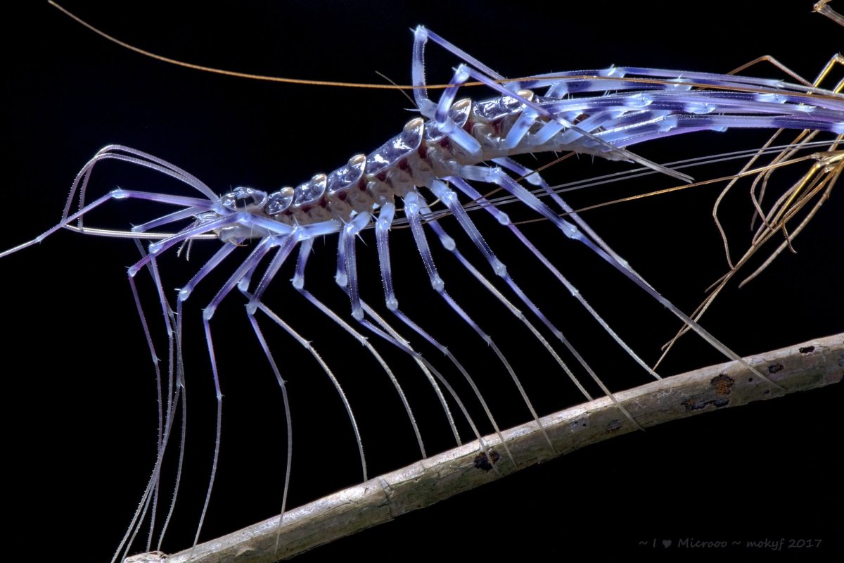Thereuopoda longicornis
