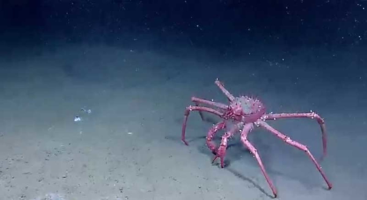 Глубоководный краб