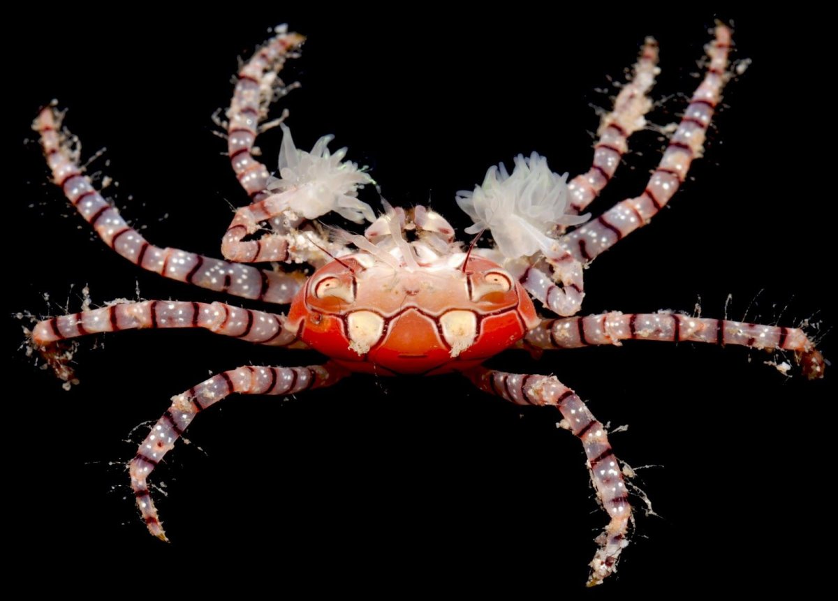 Пом-пом краб (Lybia tesselata)