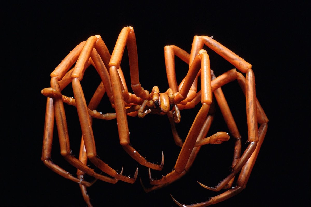 Морской паук