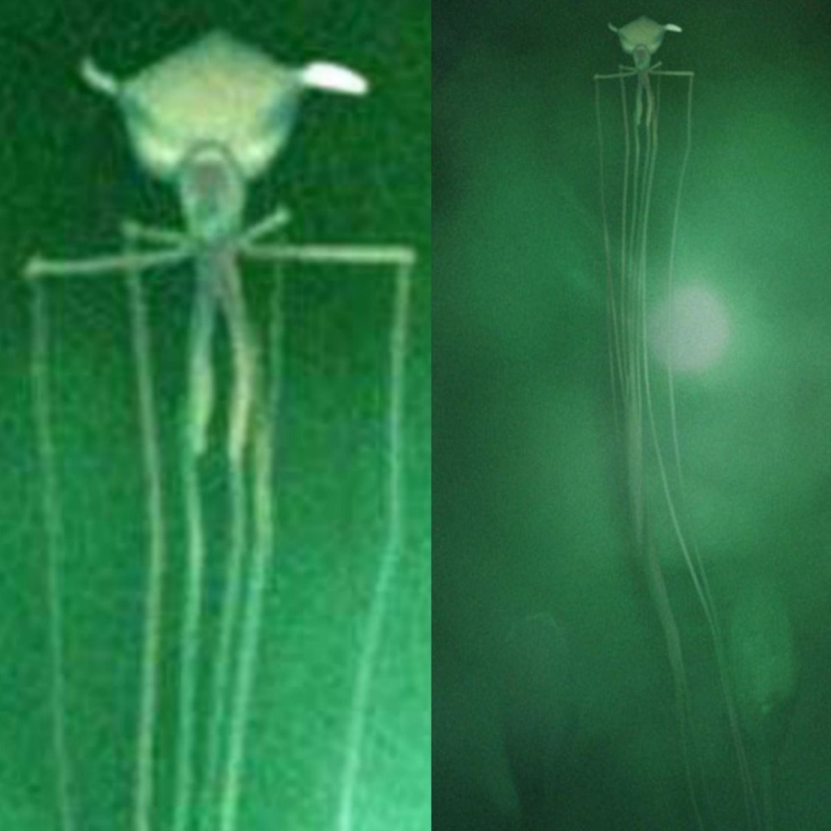 Кальмар Магнапинна